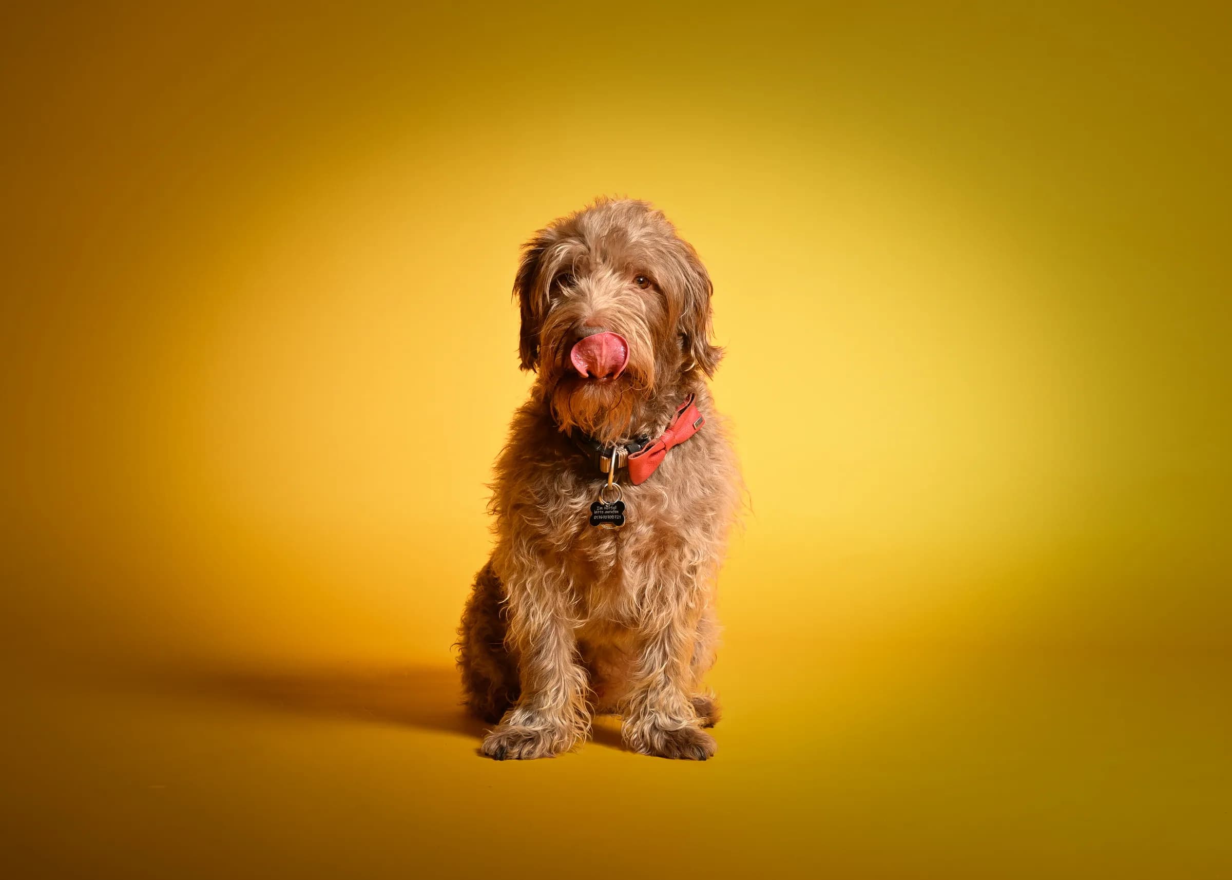 Lockiger Hund mit roter Fliege leckt sich die Nase vor gelbem Studiohintergrund