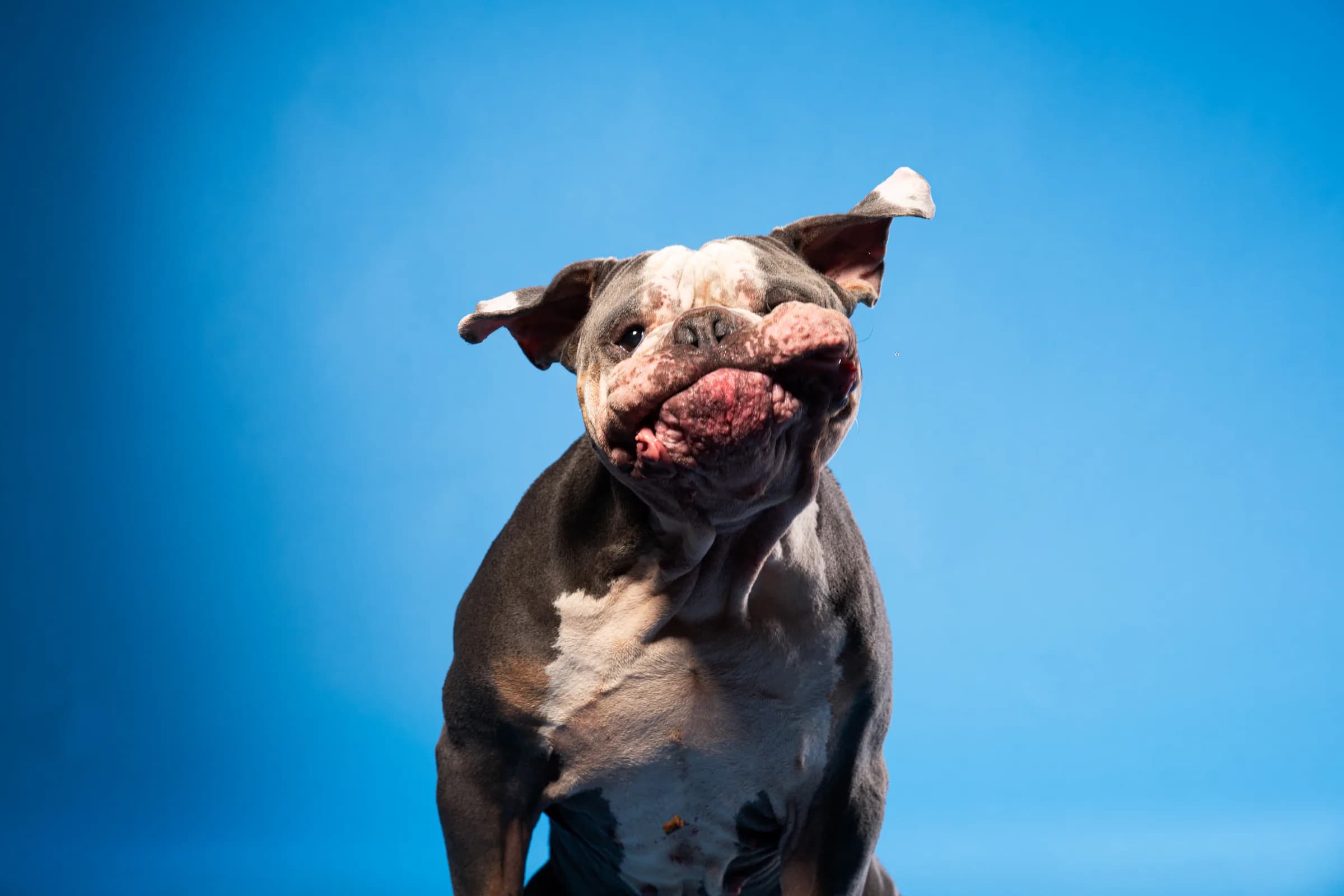Bulldogge mit fliegenden Ohren vor blauem Hintergrund
