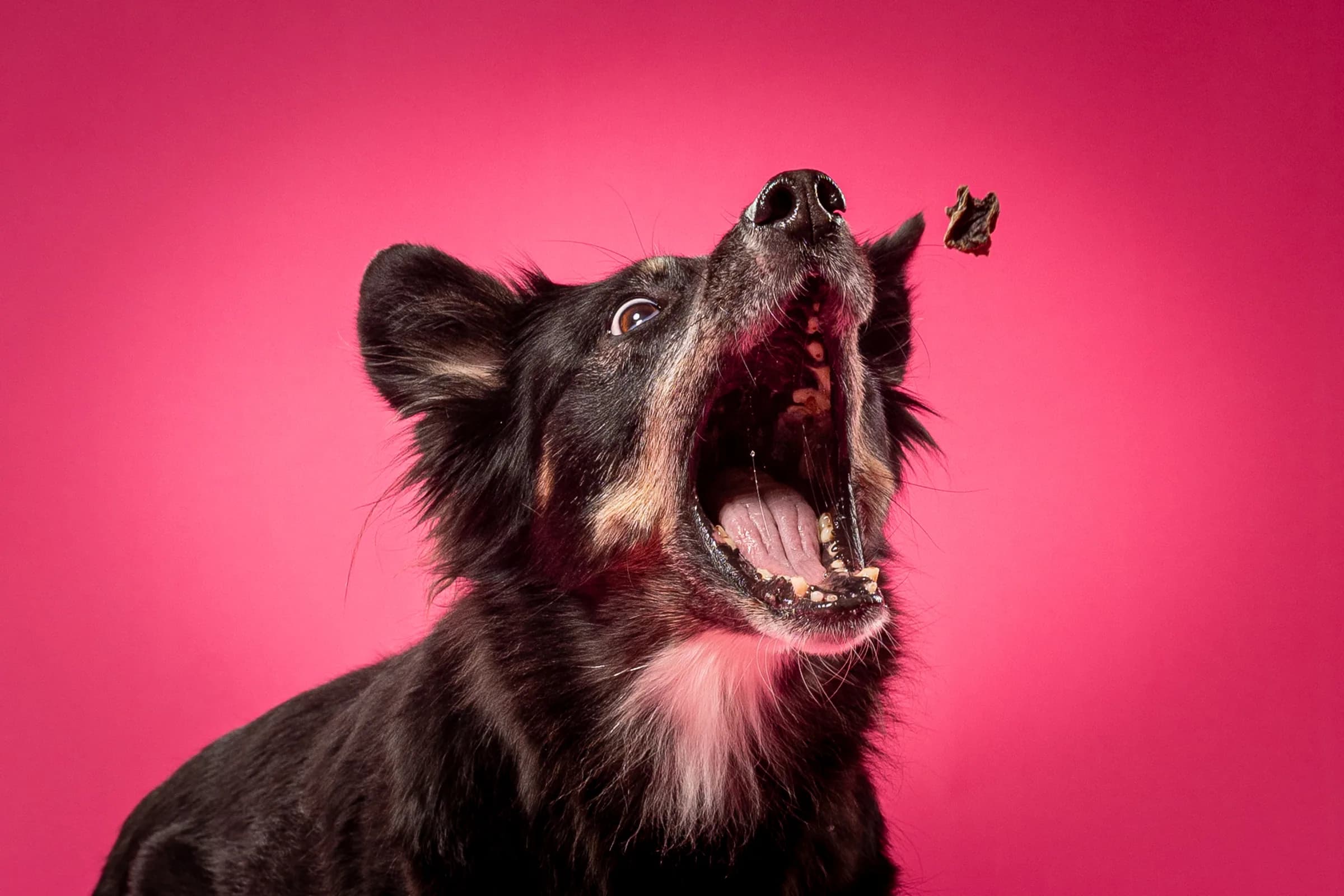 Schwarzer Hund schnappt nach einem Leckerli vor pinkem Hintergrund